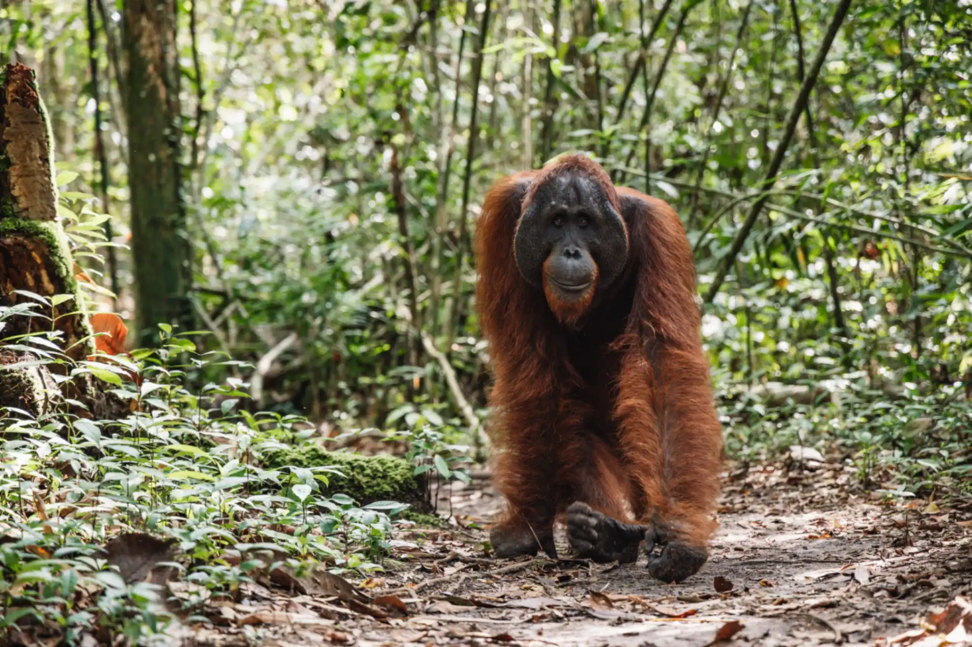 Wild orangutan walking towards the camera on a jungle trail