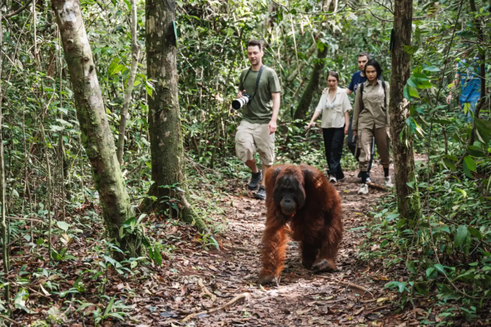 Orangutan leading the way on a forest trail with trekkers following behind