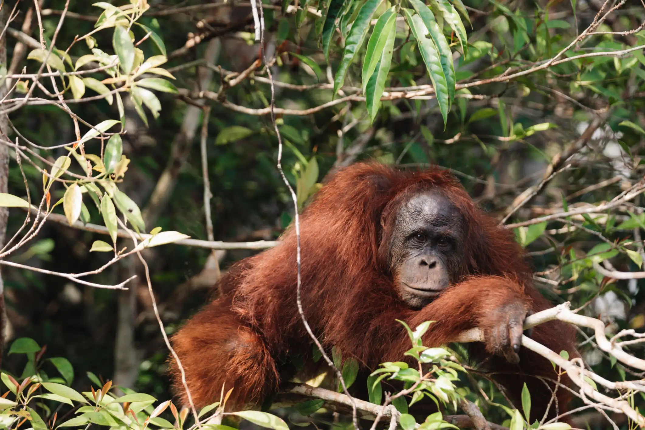 Orangutan resting peacefully among the branches
