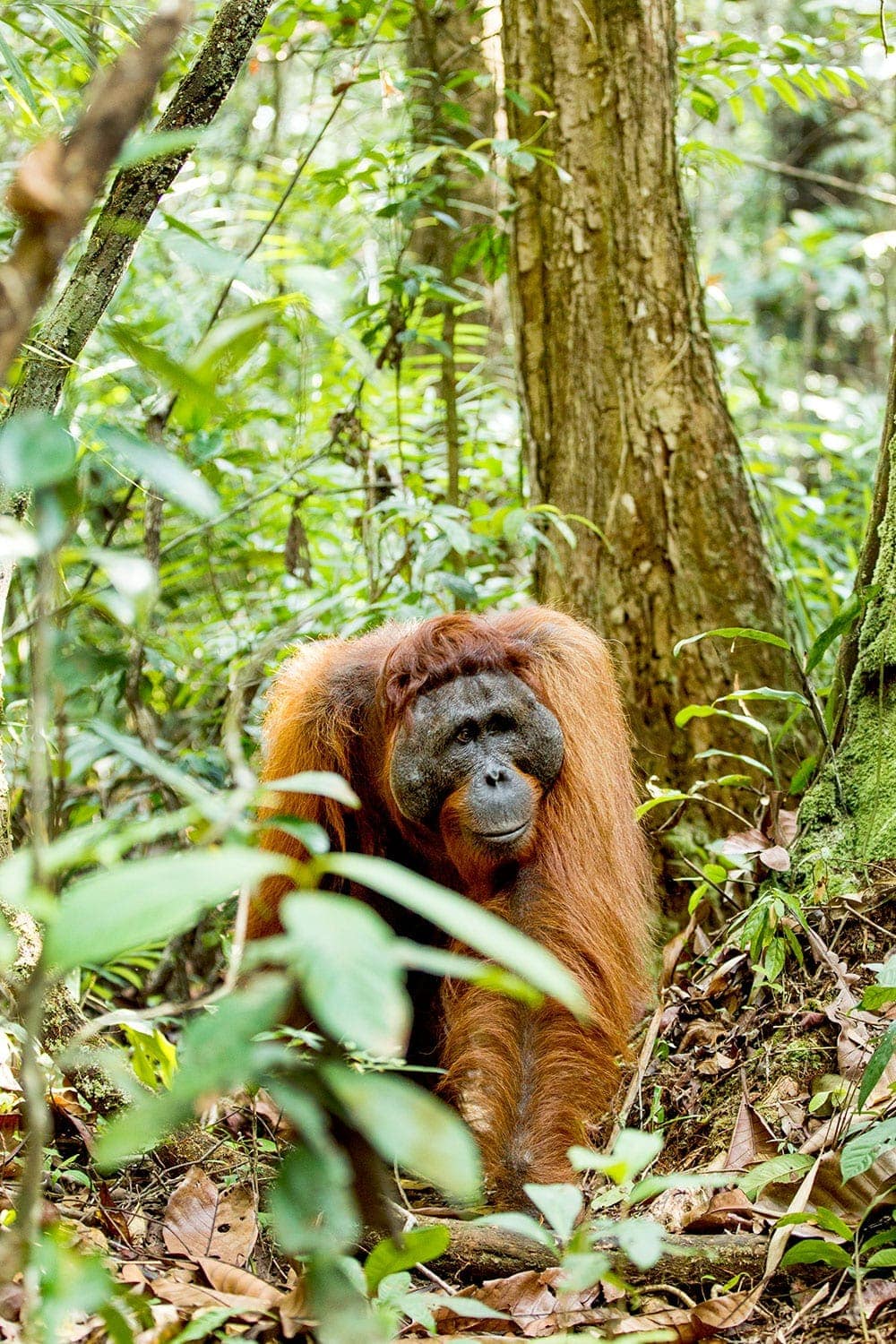 Orangutan in the forest canopy of Borneo