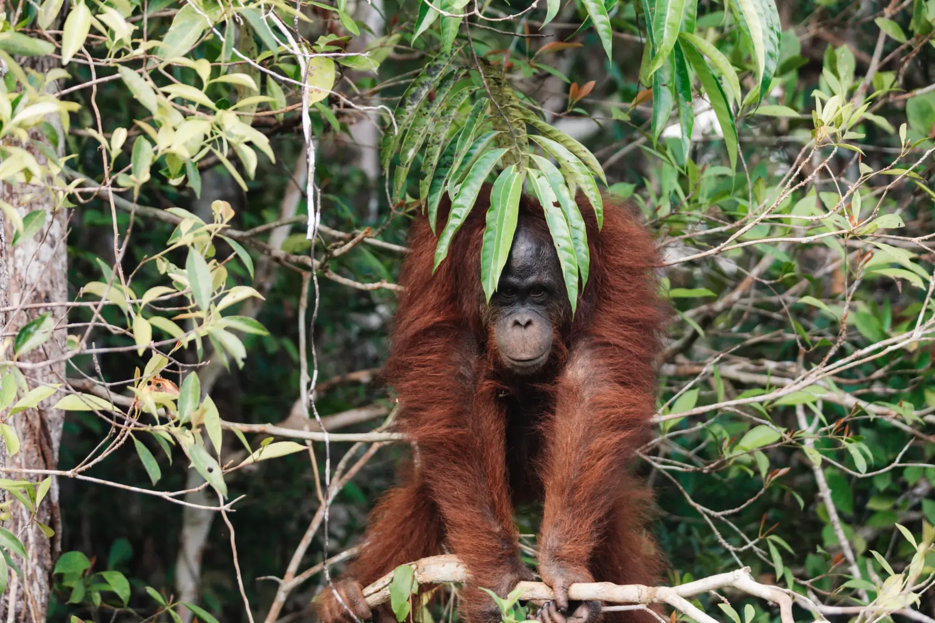 Wild orangutan resting among the branches in Tanjung Puting National Park