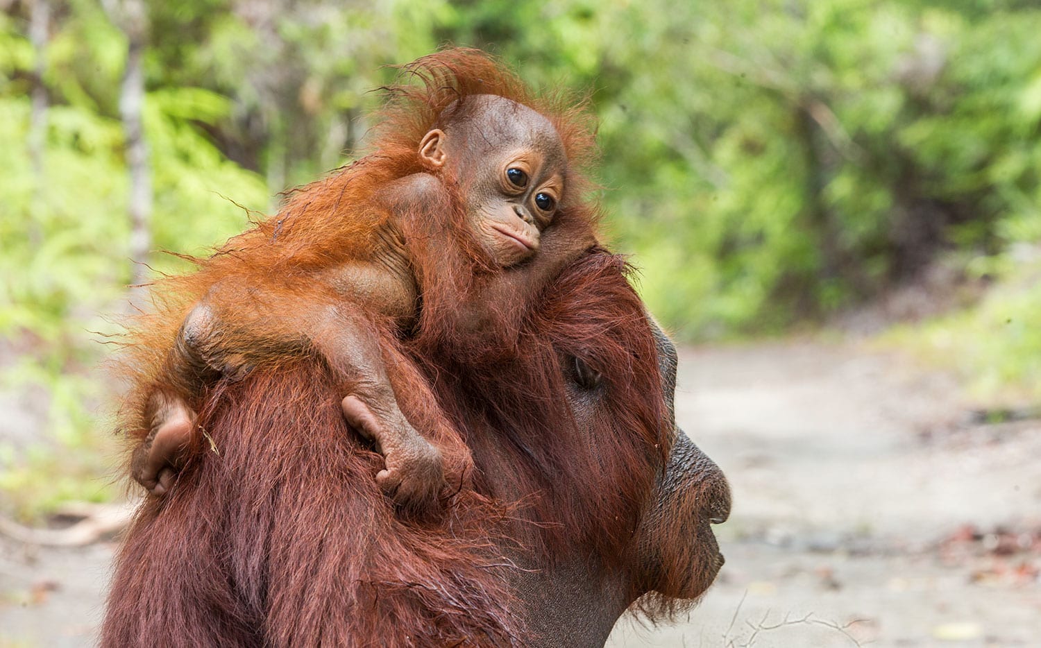 Mother and baby orangutan in the Borneo rainforest