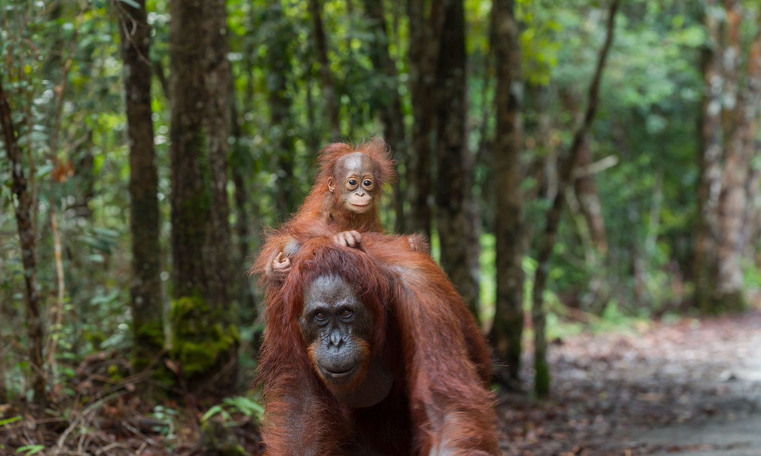 Orangutans at Pondok Tanggui feeding station