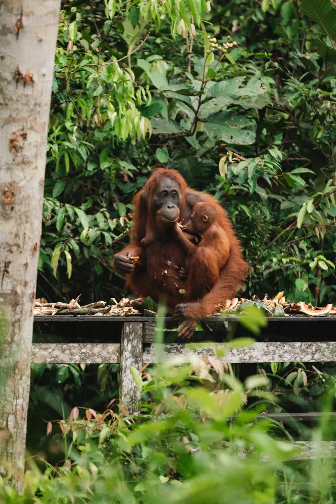 Boardwalk leading into Camp Leakey feeding station in Tanjung Puting