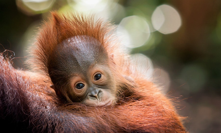 Baby orangutan in Borneo