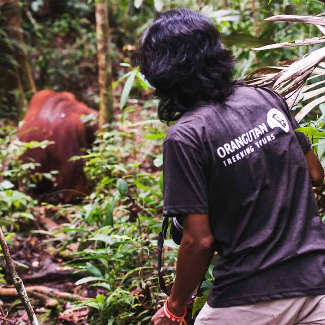 Arbain in the Borneo jungle