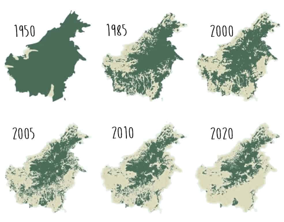 Palm oil damage to Borneo's rainforest