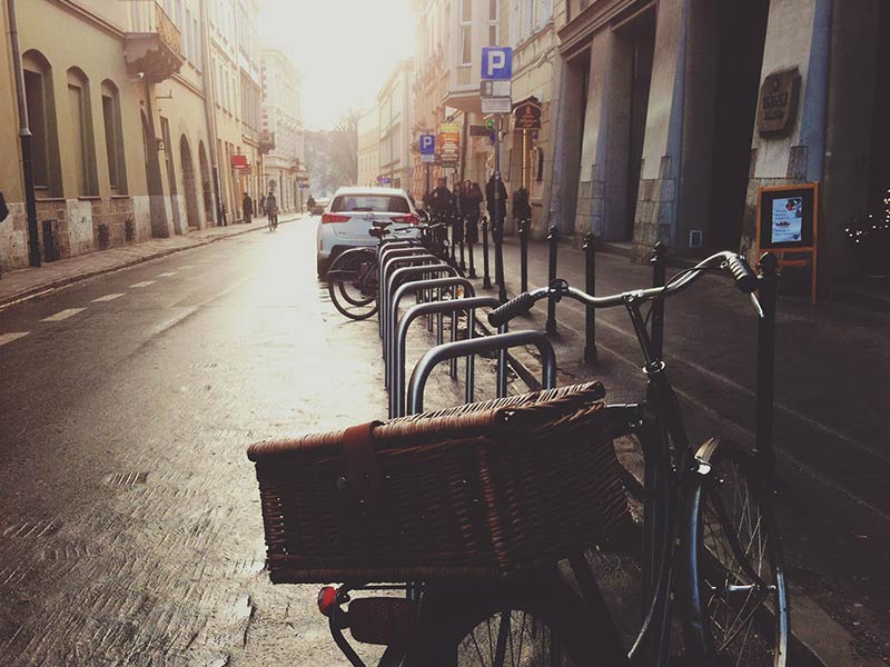 Borneo jungle wildlife