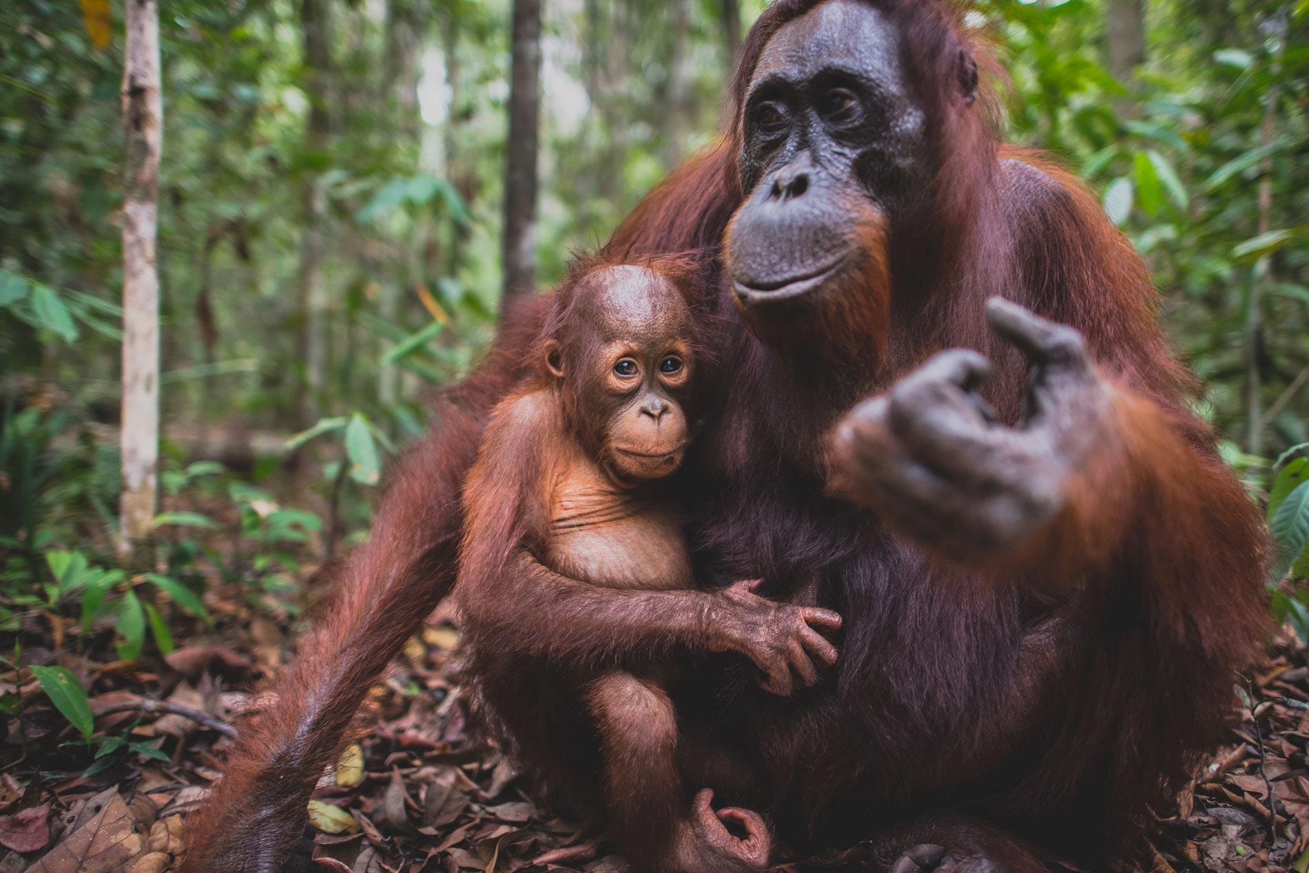 Wild orangutan in Borneo rainforest