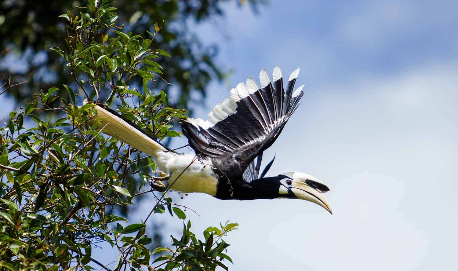 Toucan Borneo Trekking Tour - Technology Free Trekking Tour