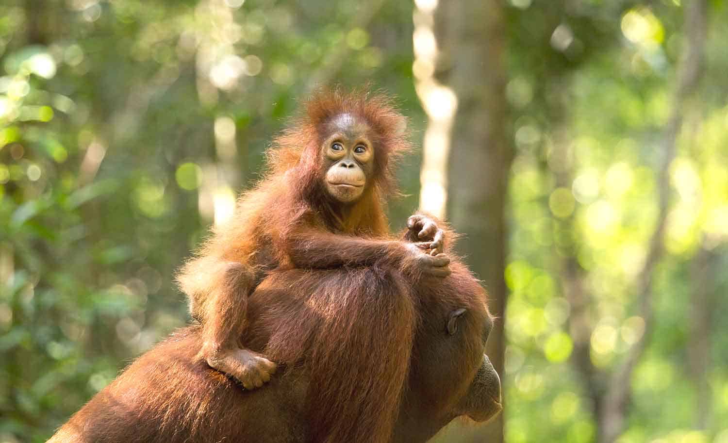 Can COVID19 Affect Orangutans?