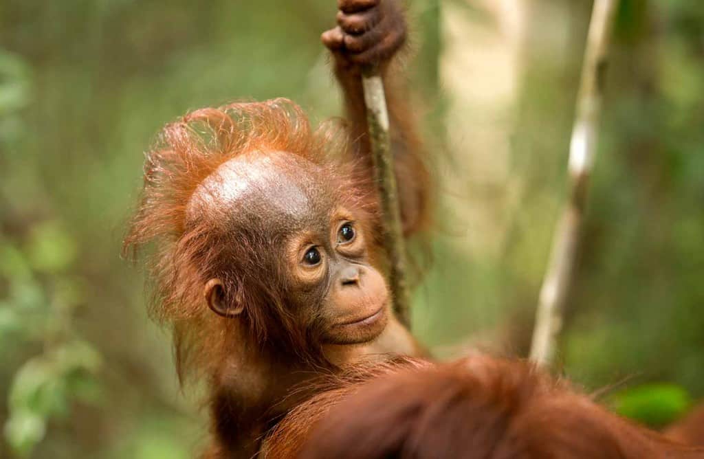 Baby Bornean orangutan, photo by Arbain.