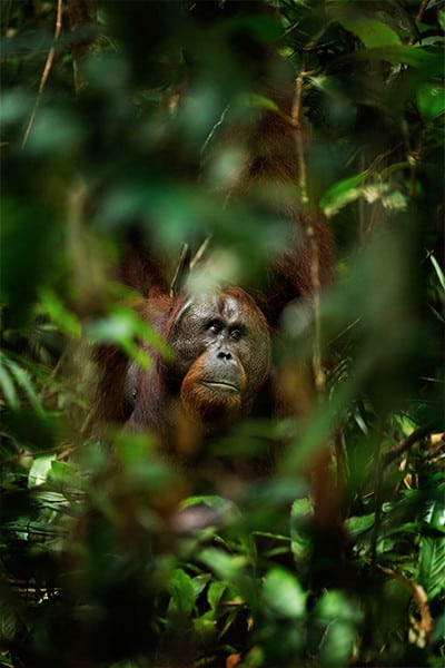 How Everyday Palm Oil Products Are Killing Orangutans