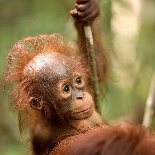 Up close and personal with a baby orangutan in Borneo