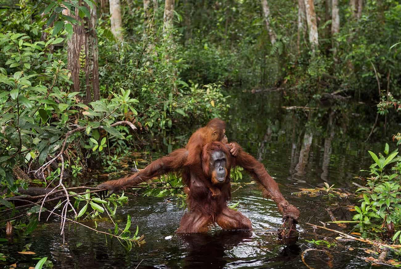 Top 5 National Parks For Seeing Wild Orangutans