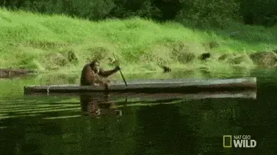 Orangutan Rowing Longboat at Camp Leaky, Borneo