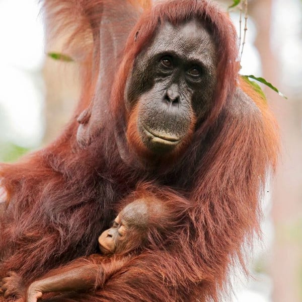 Critically Endangered Bornean Orangutans