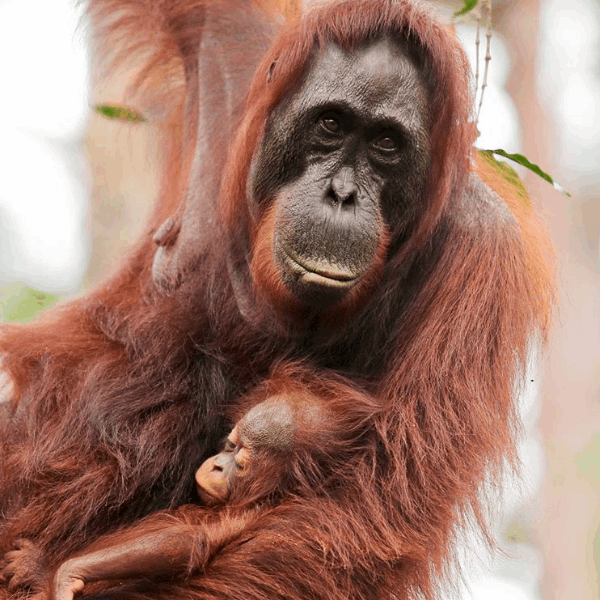 Critically Endangered Bornean Orangutans