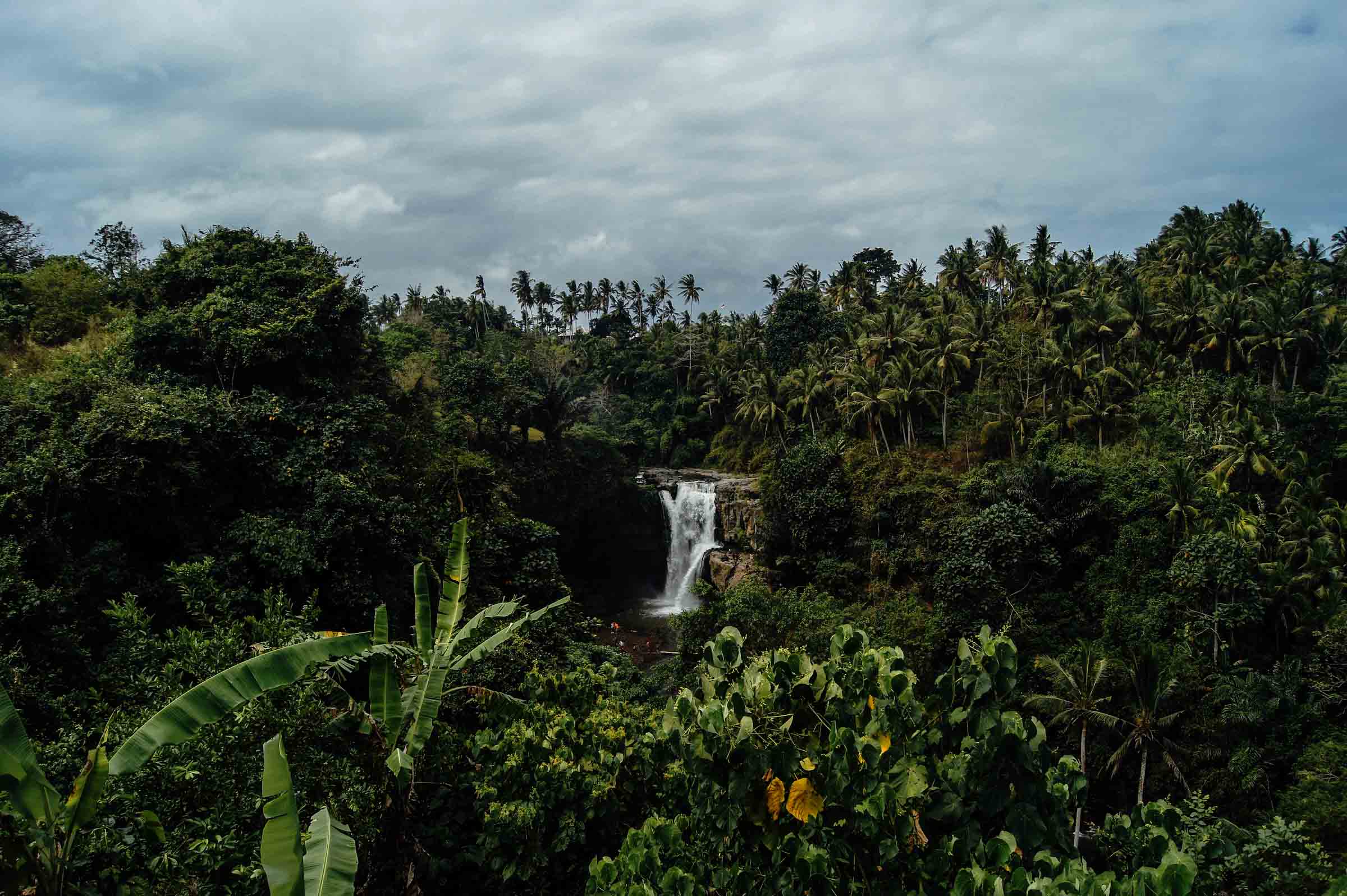Borneo rainforest canopy