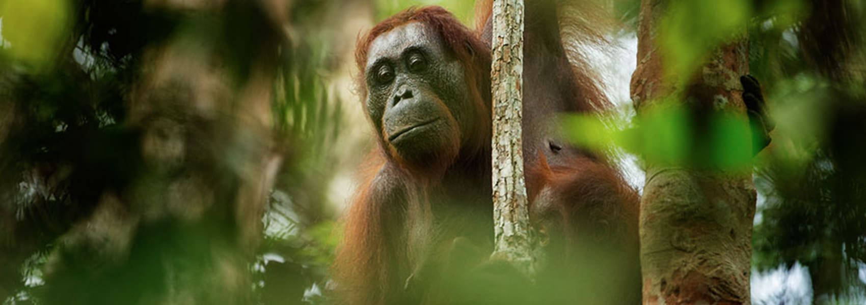 orangutan banner – places to see orangutans