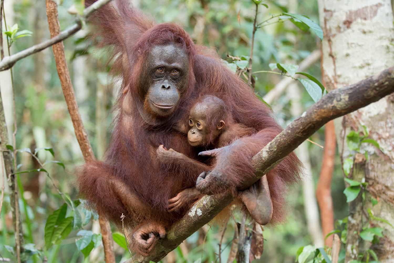 An orangutan mother and her baby in Borneo