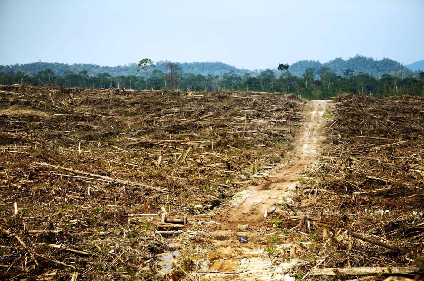 The results deforestation in Indonesia - an empty field of peat and remaining bark