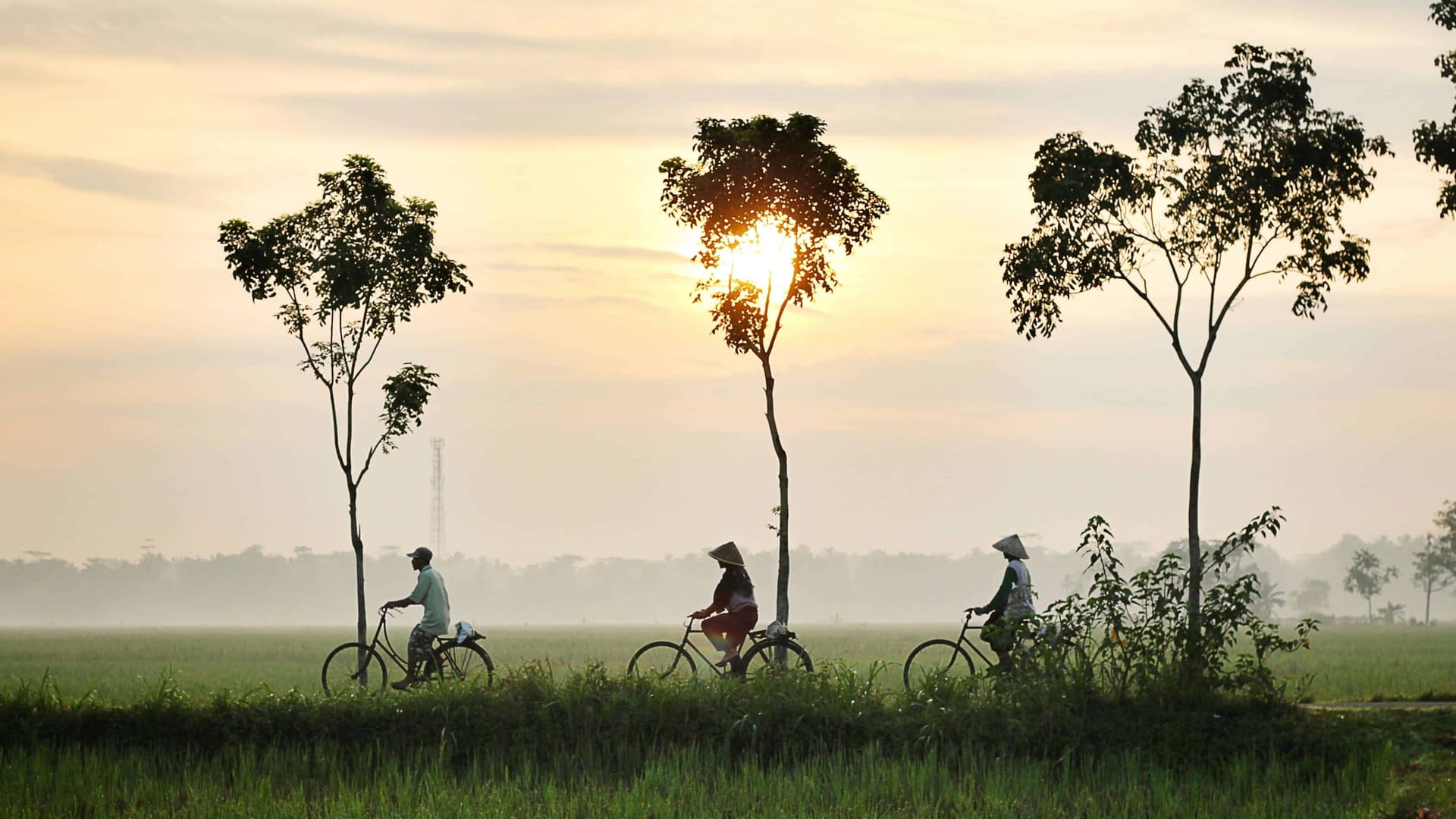 Indonesians Biking Through The Field