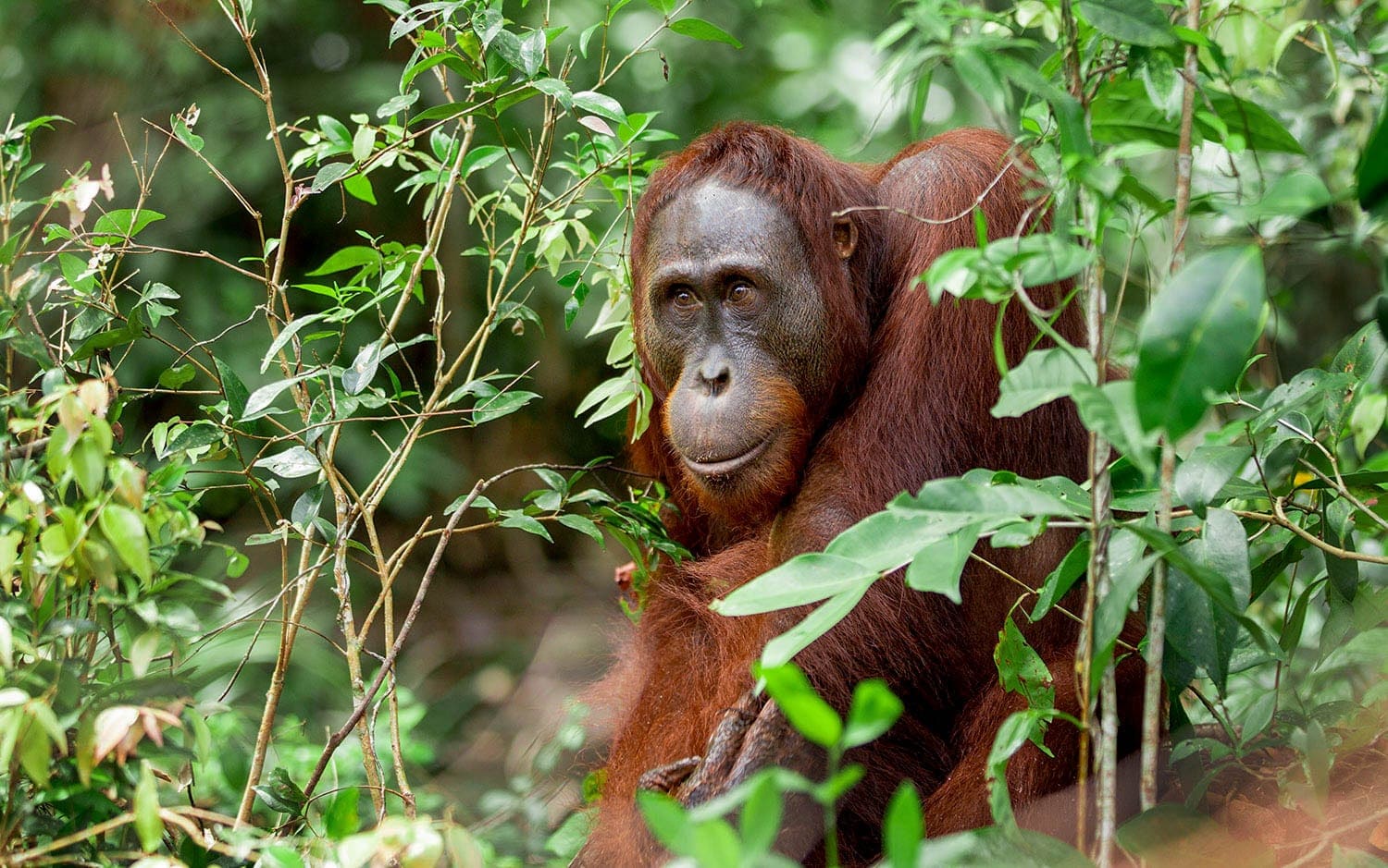 Borneo wildlife and landscape