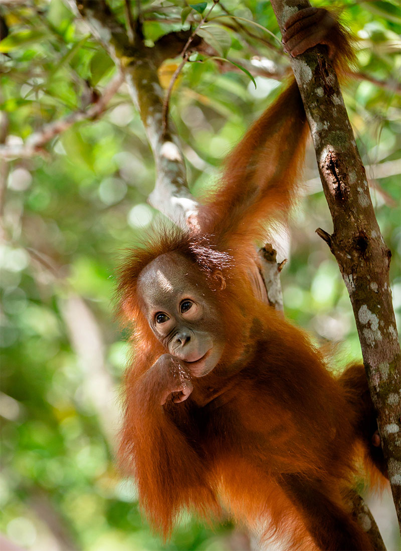 Borneo wildlife and landscape