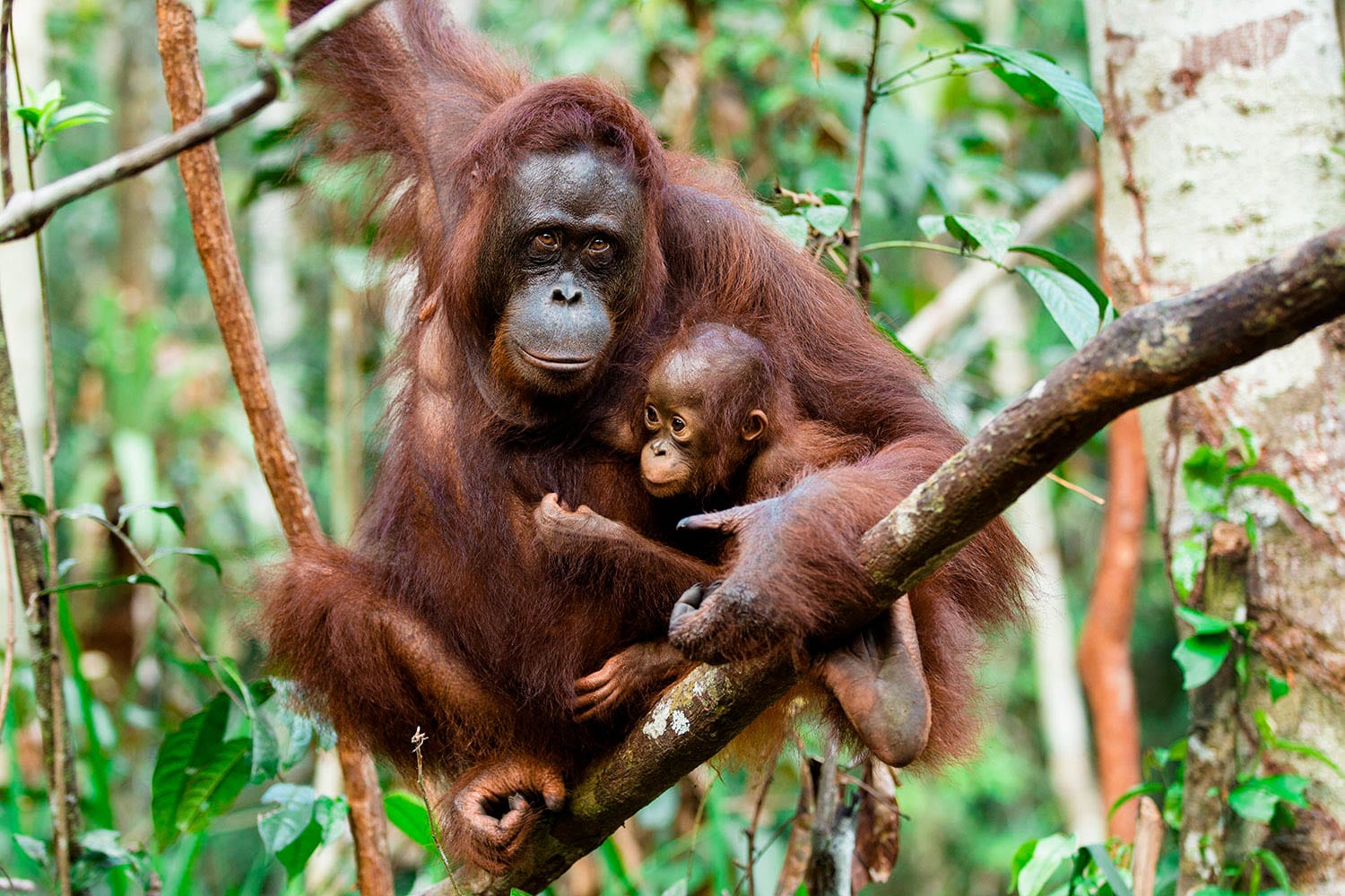 Borneo wildlife and landscape