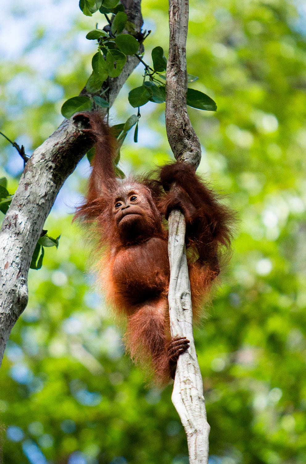 Borneo wildlife and landscape