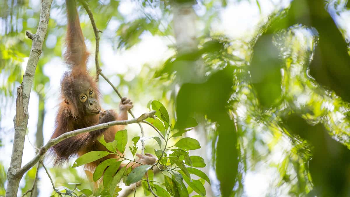 Baby Bornean orangutan in the wild