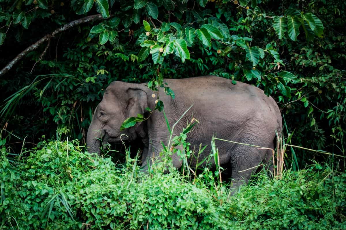The Borneo Elephant