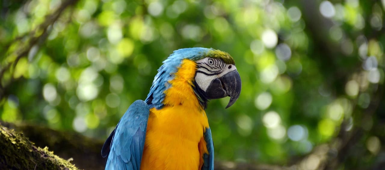 Macaw Amazon