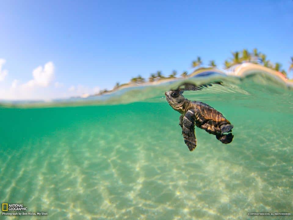 Sea Turtle Baby