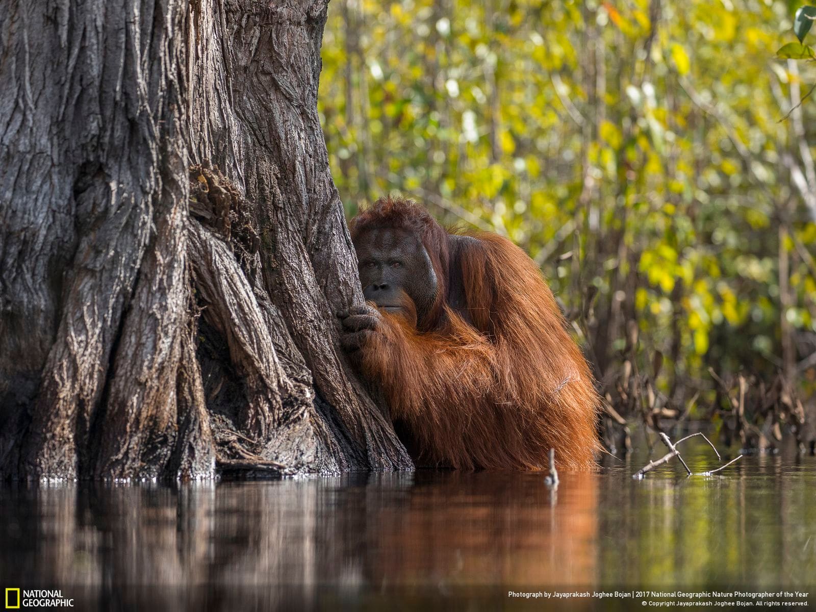 National Geographic winning photograph