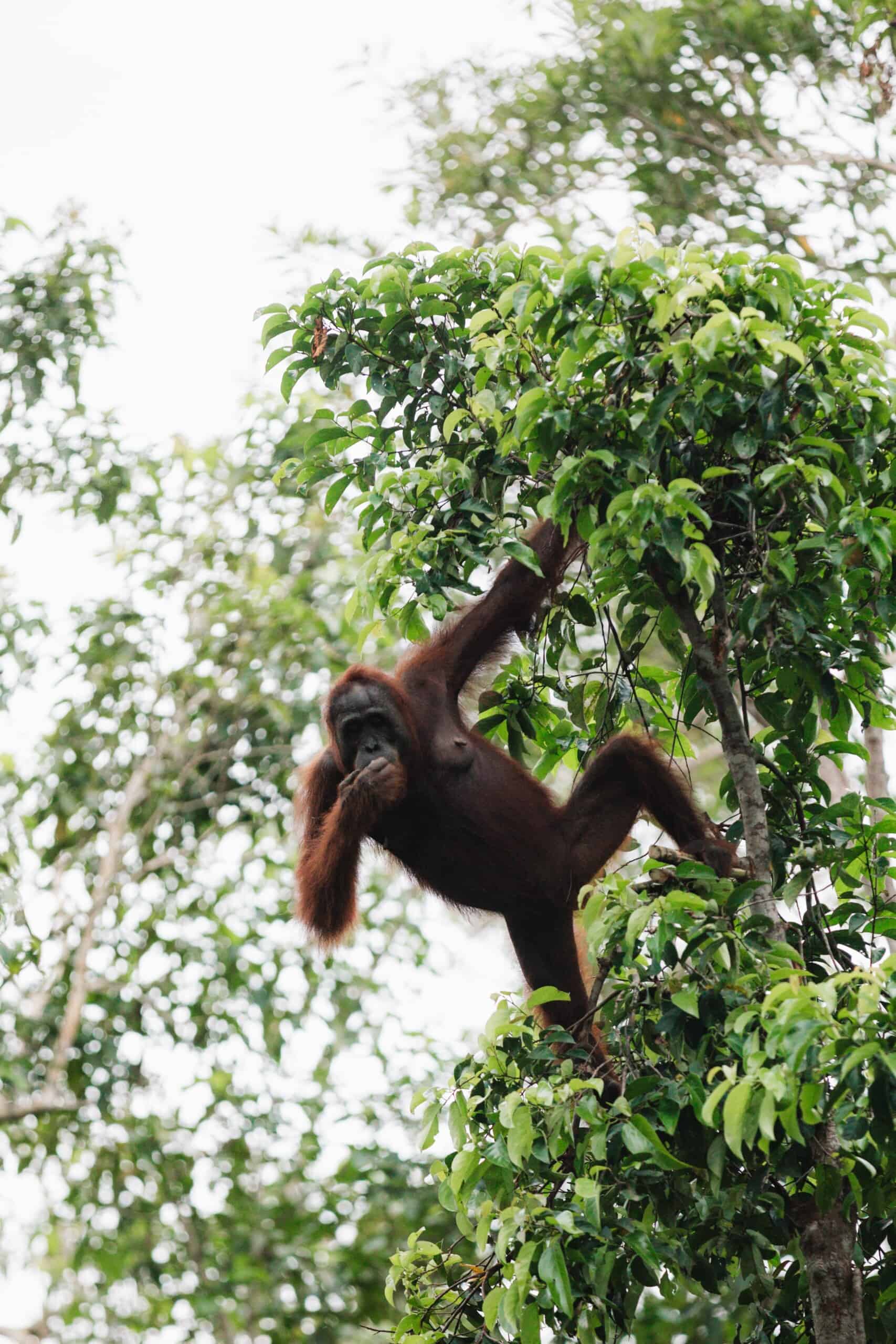 Wild female orangutan in the trees