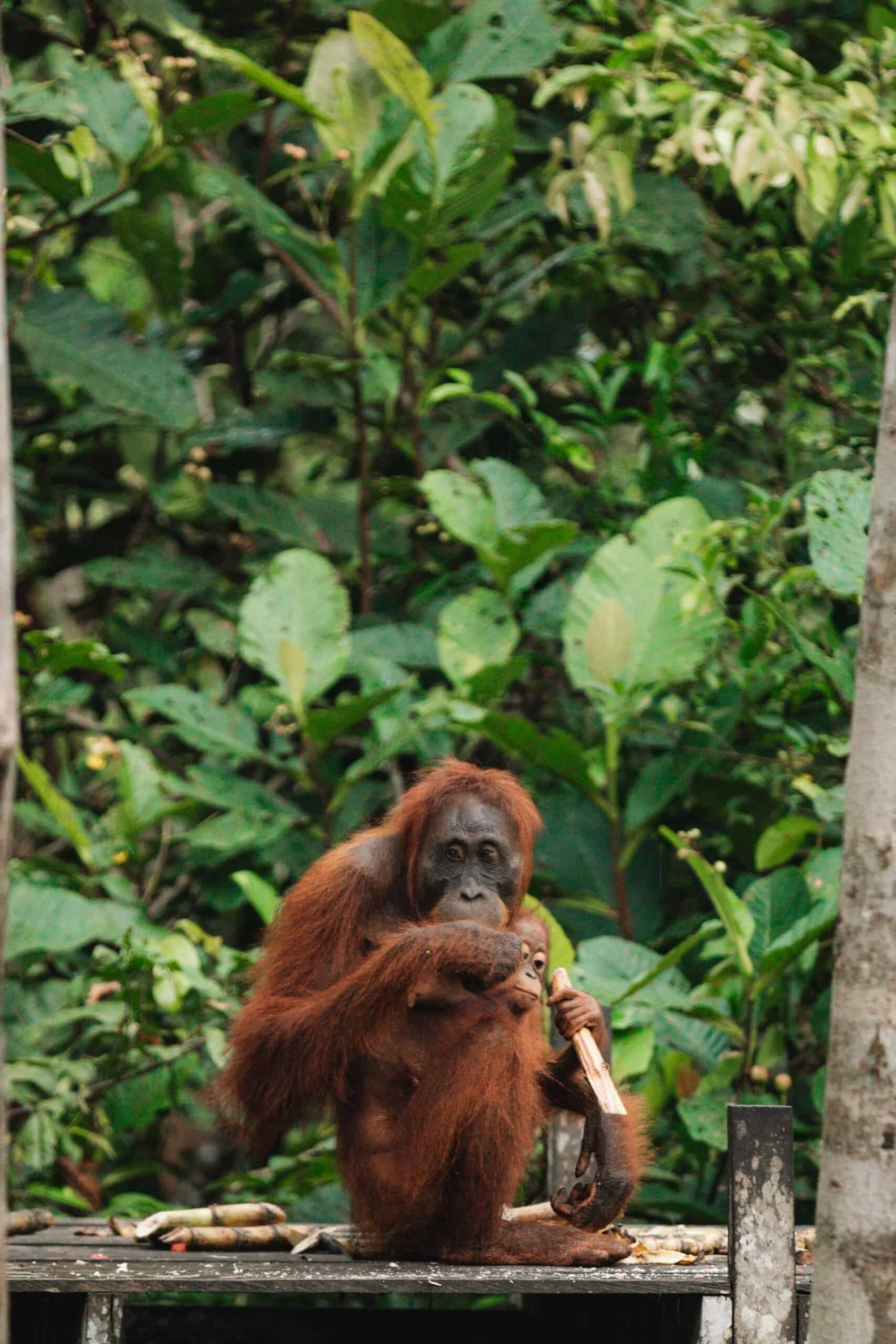 Mother and baby at feeding station