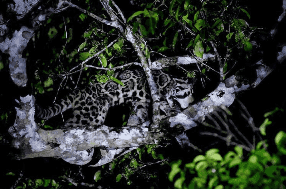 Clouded Leopard sighting