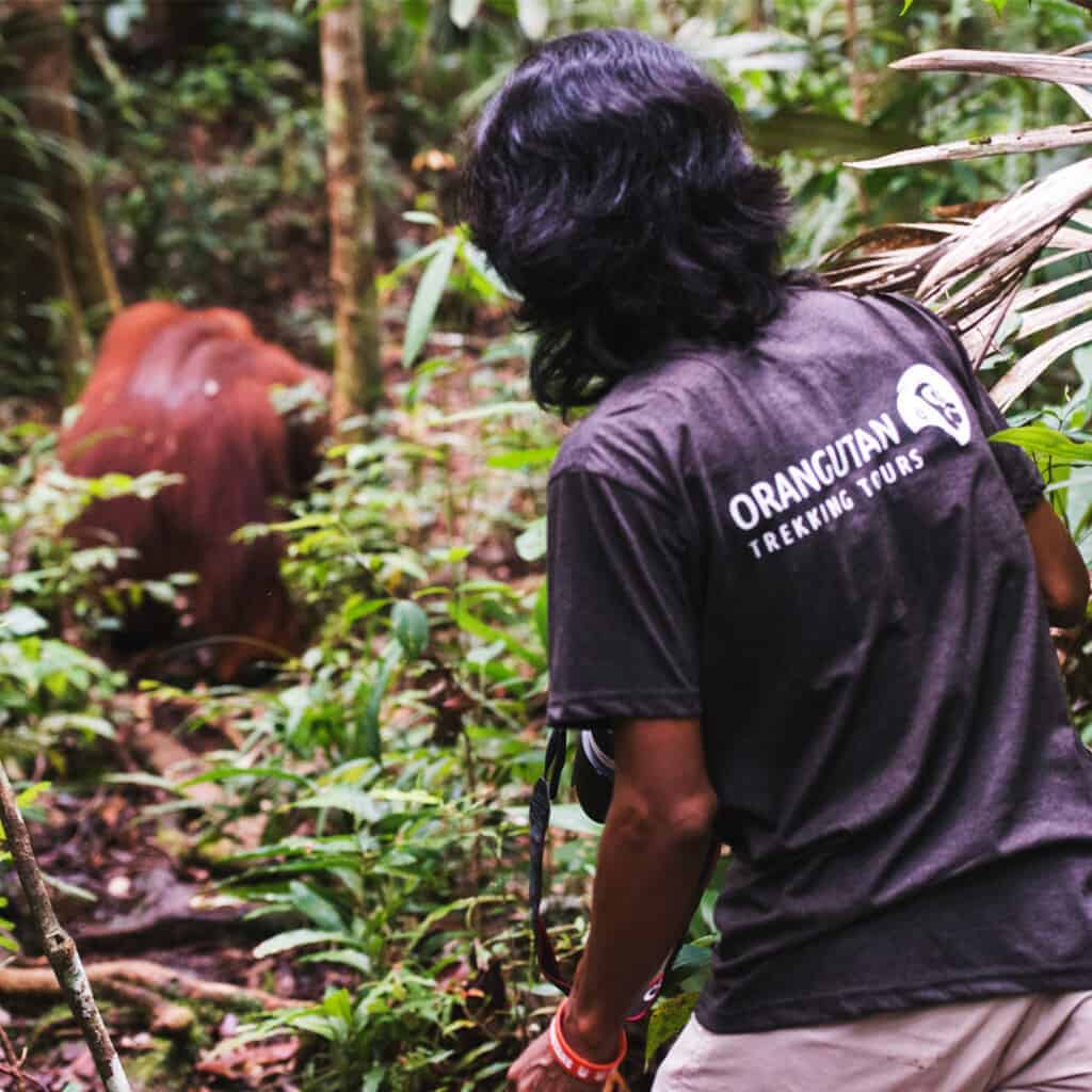 Arbain in Borneo's Jungle Borneo's Orangutans