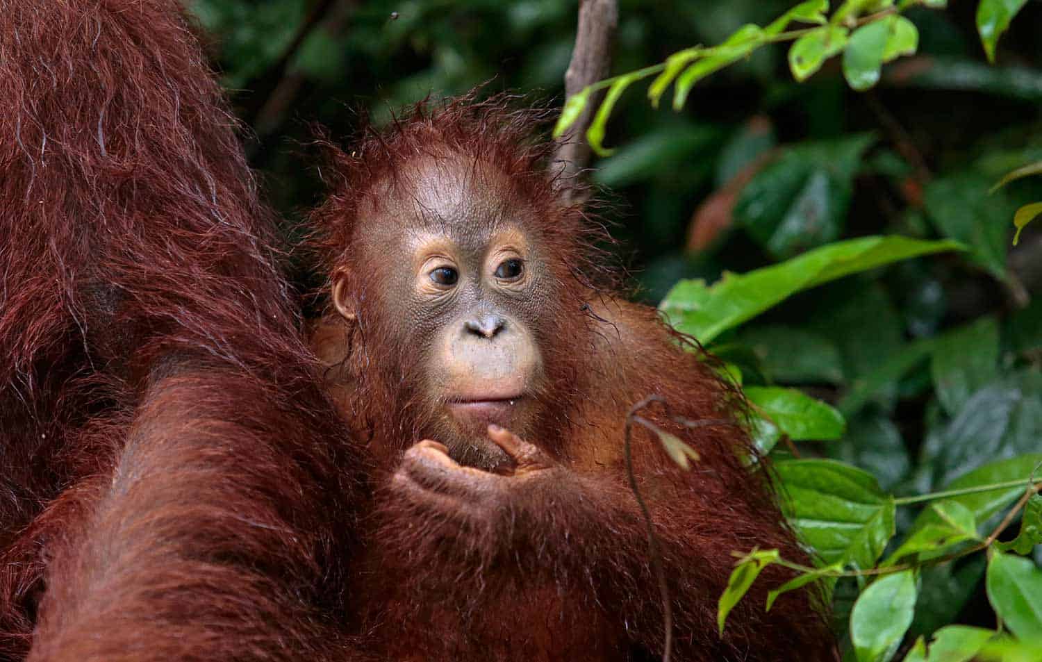 Orangutan Baby Borneo