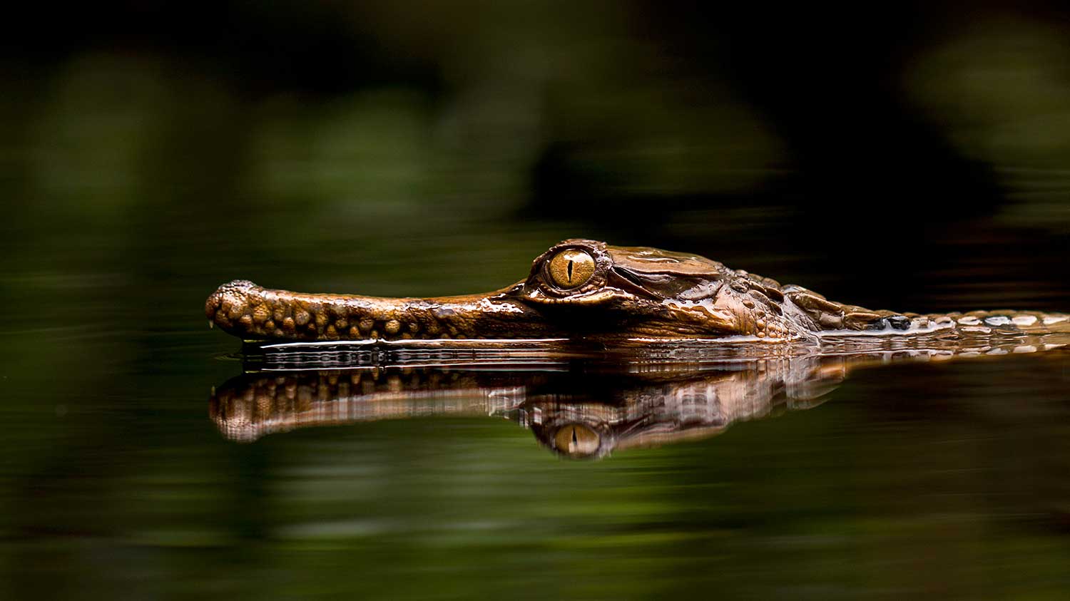Crocodile Borneo Jungle