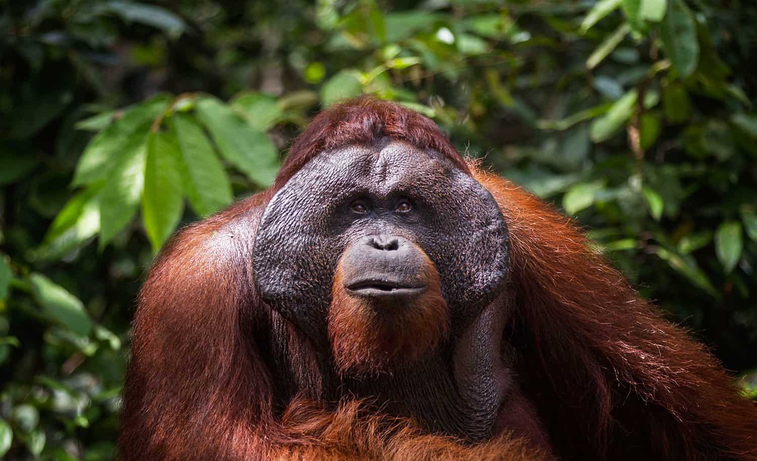 Group Trekking Tours Orangutan  Trekking Tours Borneo