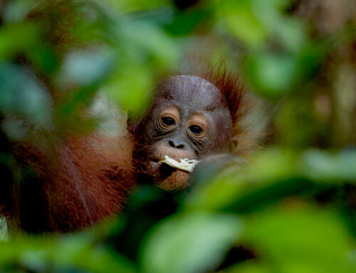 Can COVID19 affect Orangutans?