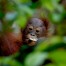 Baby orangutan Borneo