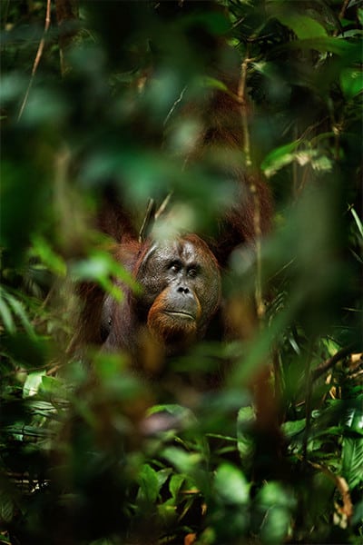 orangutan in forest Borneo