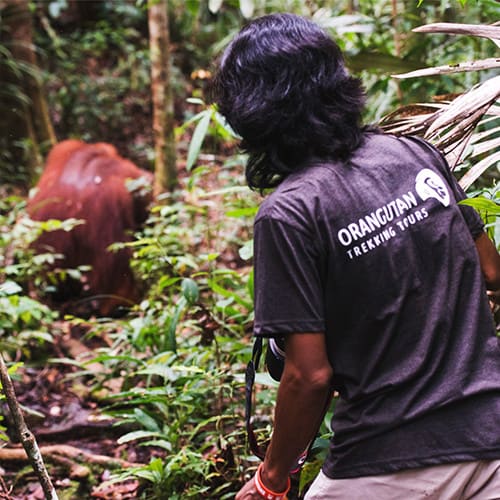 Orangutan Photography Tour