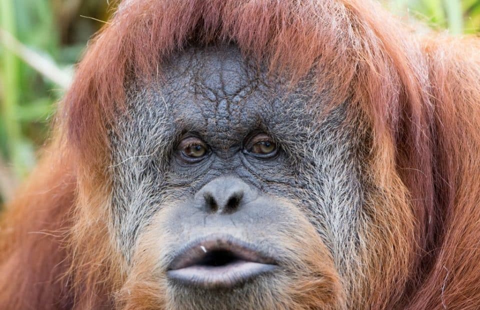 Karta Orangutan