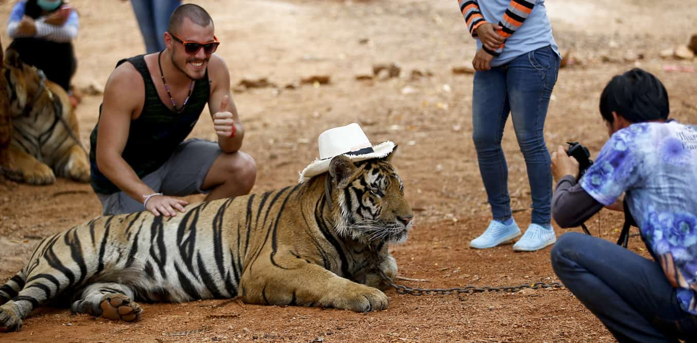 Tiger at Tiger Temple