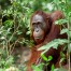 Old Orangutan Borneo